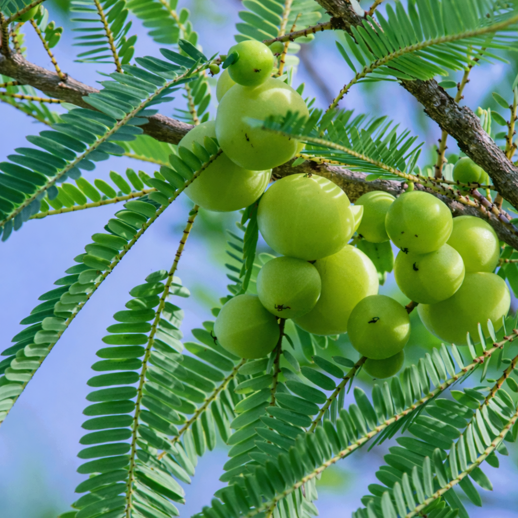 アムラオイル（オーガニック認定）