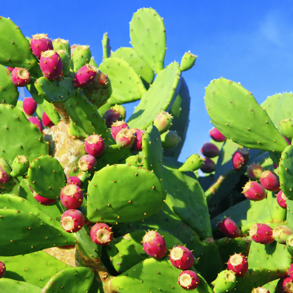 バーバリーフィグシードオイル＜プラクリー・ペアシードオイル＞（オーガニック認定）