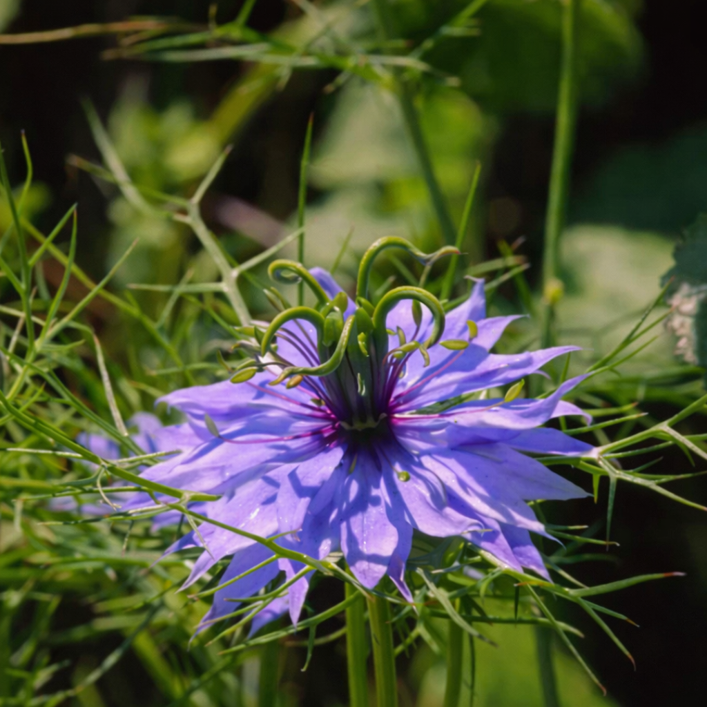 ブラッククミンシードオイル（オーガニック認定）