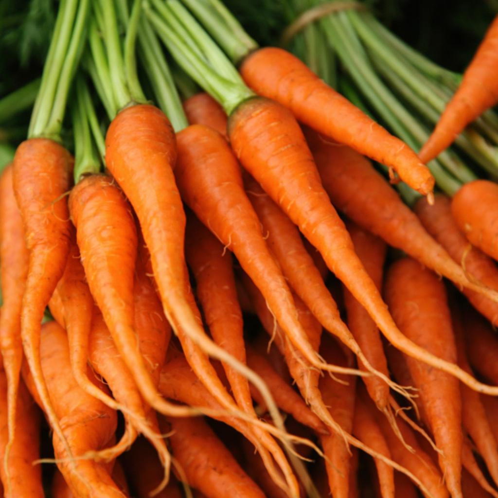 キャロットルートインフューズドオイル（オーガニック認定）