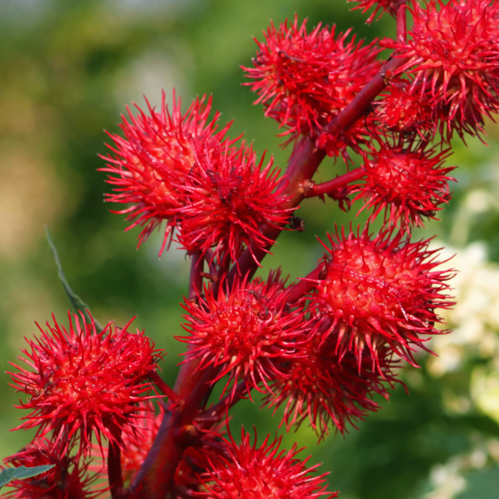 キャスターオイル／ヒマシ油（オーガニック認定）