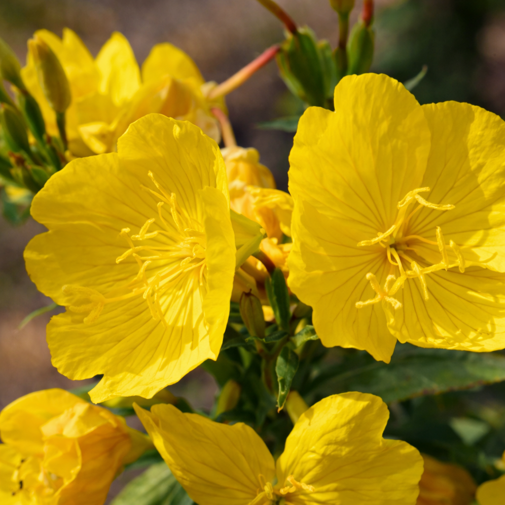 イブニングプリムローズオイル／月見草油（オーガニック認定）