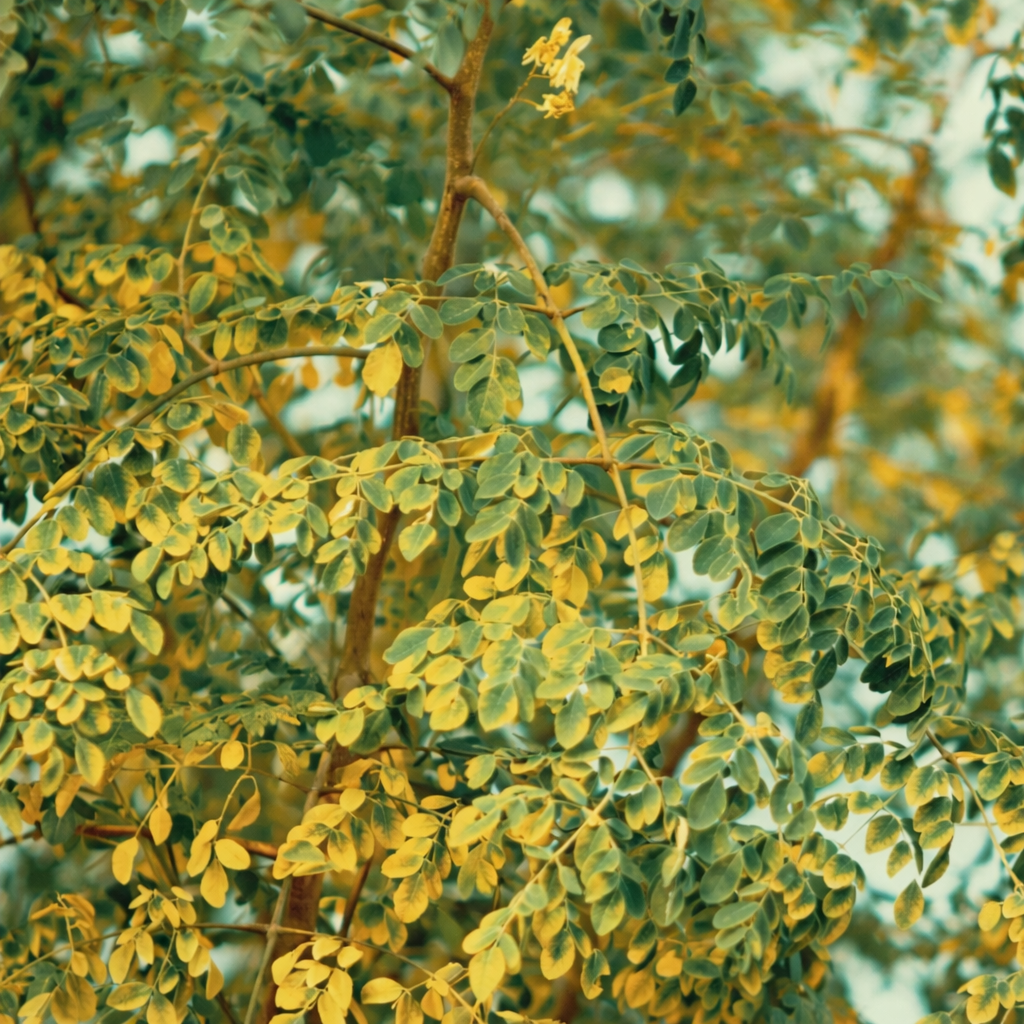 モリンガオイル（オーガニック認定）