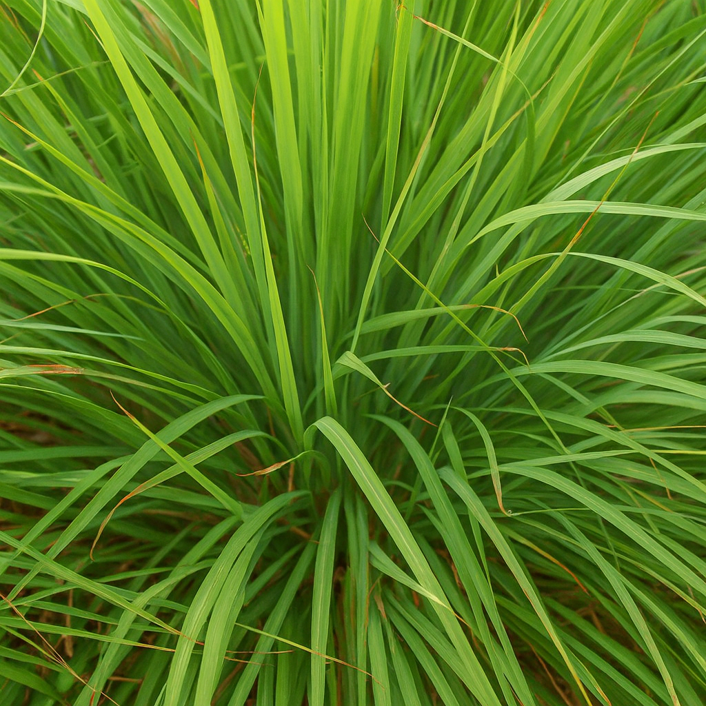 パルマローザ精油（オーガニック認定）