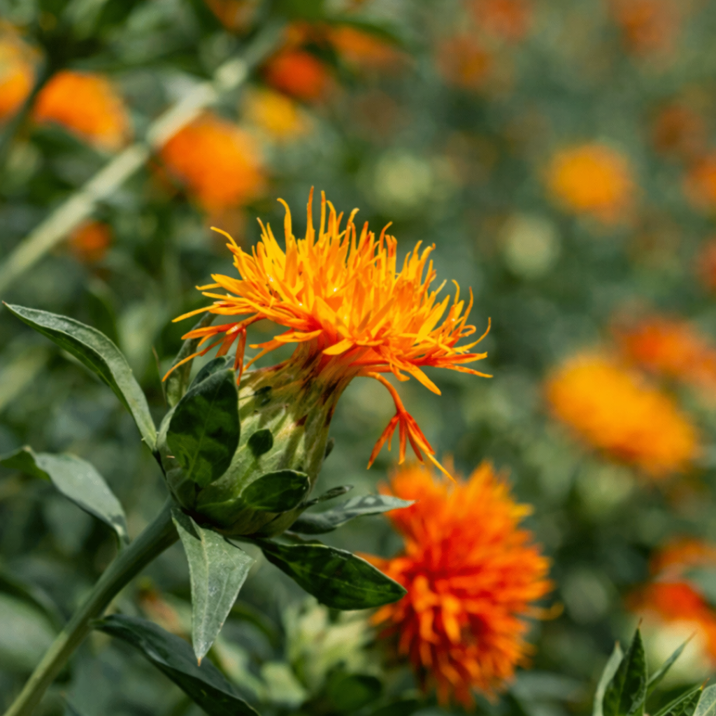 サフラワーオイル（オーガニック認定）