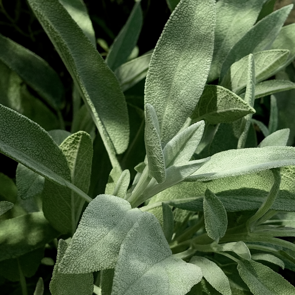 セージ精油（オーガニック認定）