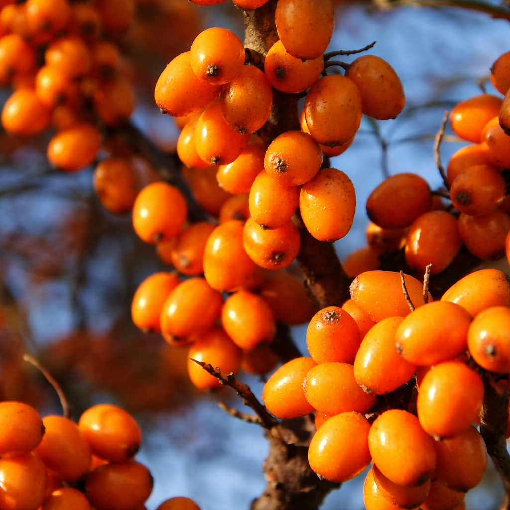 シーバックソーンフルーツオイル（オーガニック認定）