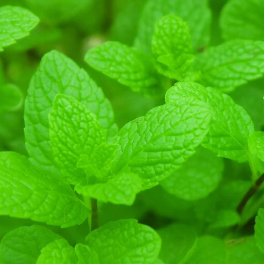 スペアミント精油（オーガニック認定）