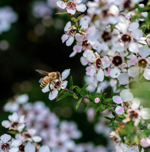 マヌカ精油 MbTK 20+（オーガニック認定）